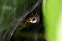 Frontinellina_frutetorum_D5208_Z_85_Les Gris_Frankrijk